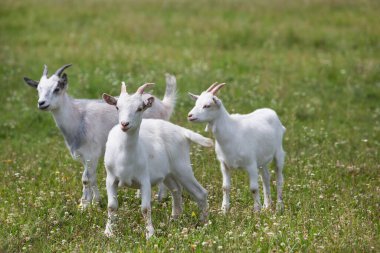 Young goats are grazing on a green field with wildflowers and lush grass.