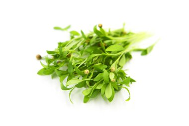 Beyaz arkaplanda izole edilmiş mikro yeşiller kişniş filizleri.