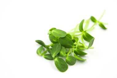 Beyaz arkaplanda izole edilmiş mikro yeşil ayçiçeği filizleri.