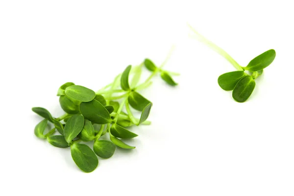 Micro Greens Sunflower Sprouts Isolated White Background — Stock Photo, Image