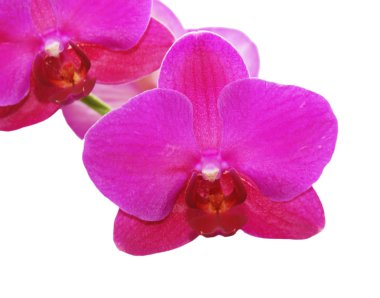 pembe orkide