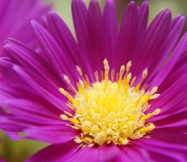 Detail van bloemen - macro — Stockfoto
