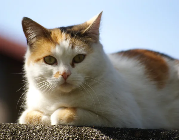 Gato en el techo — Foto de Stock