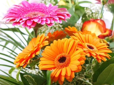 gerbera çiçek