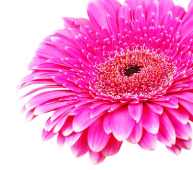 gerbera çiçek