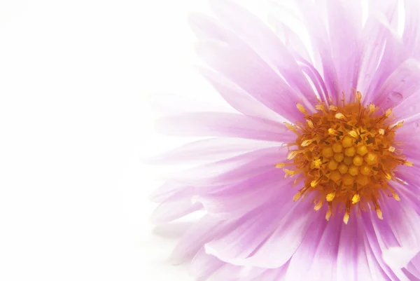 Detail van bloemen - macro — Stockfoto
