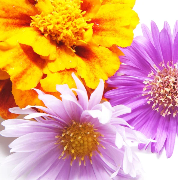 Detail of flowers - Macro — Stock Photo, Image