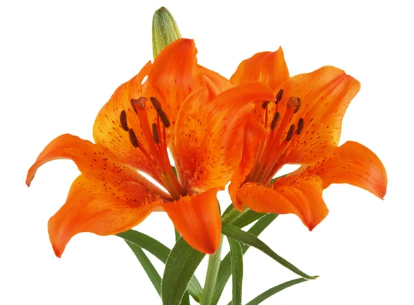 Orange Lilies — Stock Photo, Image