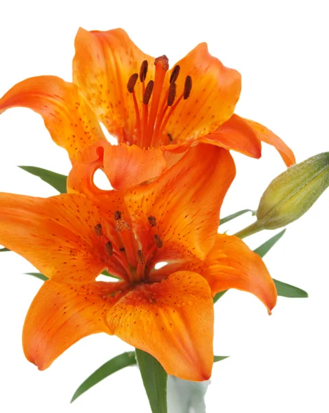 Orange liljor — Stockfoto