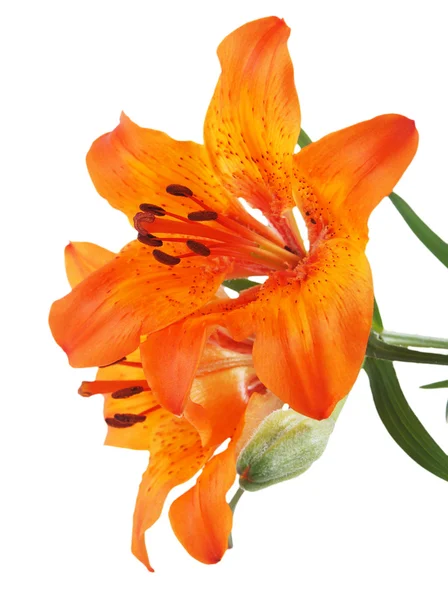 Orange Lilies — Stock Photo, Image