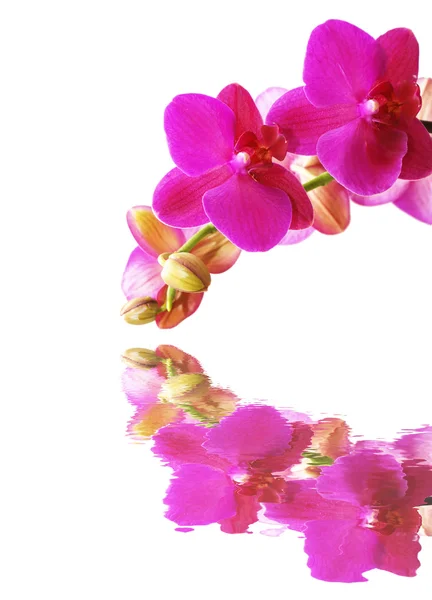 Деталь цветов - Макро — стоковое фото