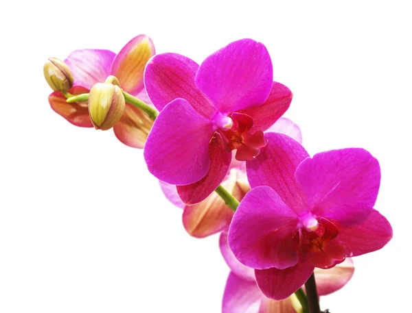 Violet orchid — Stock Photo, Image