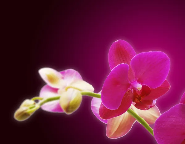 Mor orkide