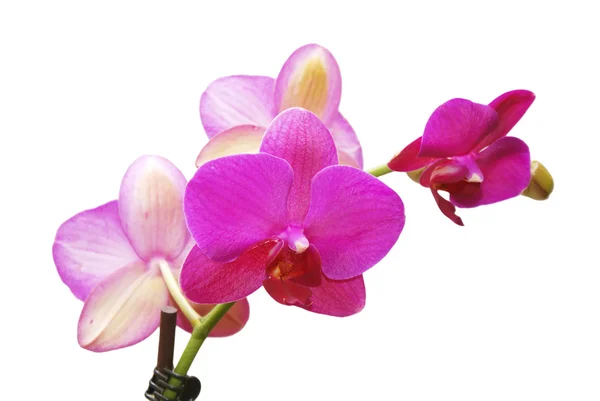 Violet orchid — Stock Photo, Image