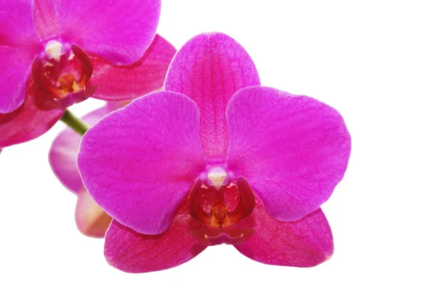 Violet orchid — Stock Photo, Image