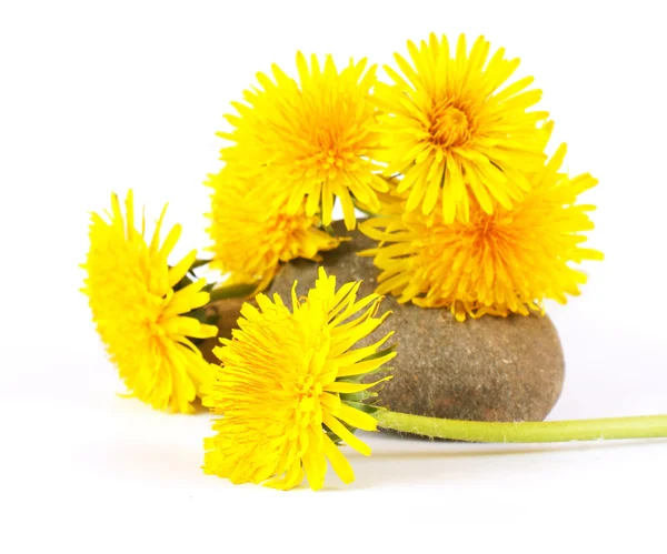 Dandelion — Stock Photo, Image