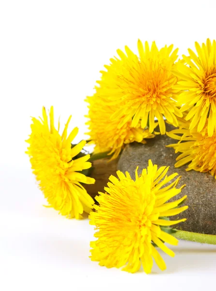 Dandelion — Stock Photo, Image