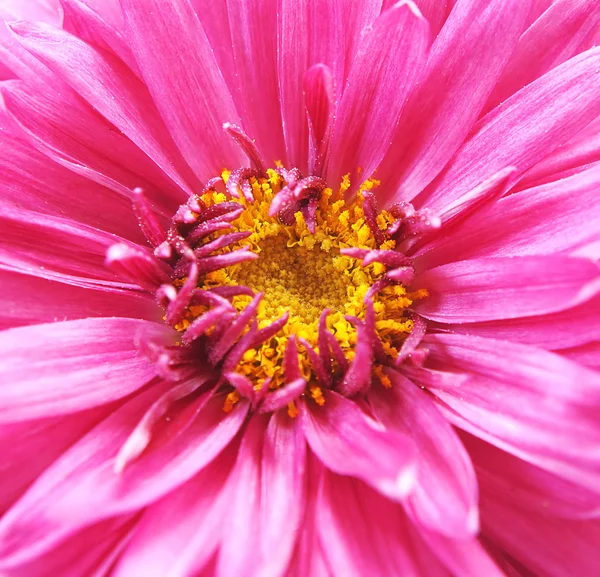 Detail of flowers - Macro — Stock Photo, Image