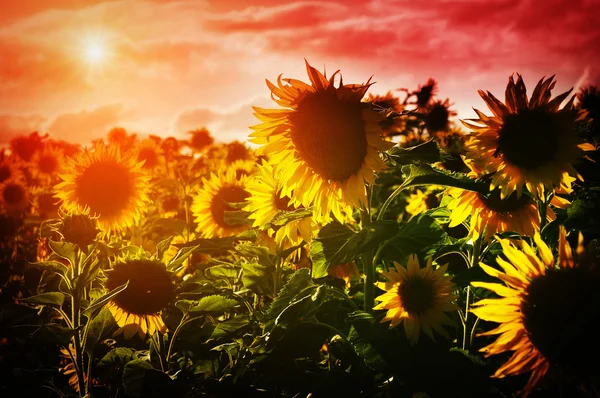 Sunflowers at sunset — Stock Photo, Image