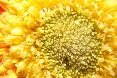 Portakal çiçeği - detayını makro