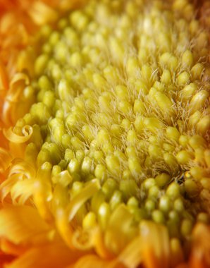 Portakal çiçeği - detayını makro