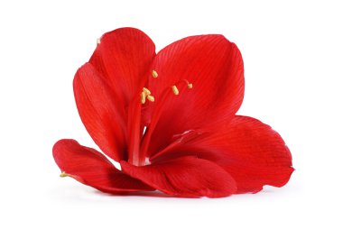 Kırmızı amaryllis çiçek