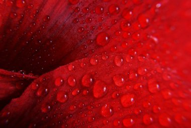 damla - kırmızı çiçek makro