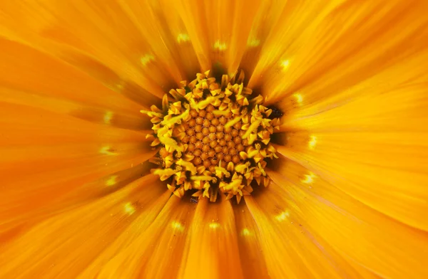 Detail of flowers - Macro — Stock Photo, Image