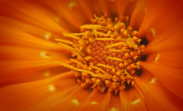 Detail van bloemen - macro — Stockfoto