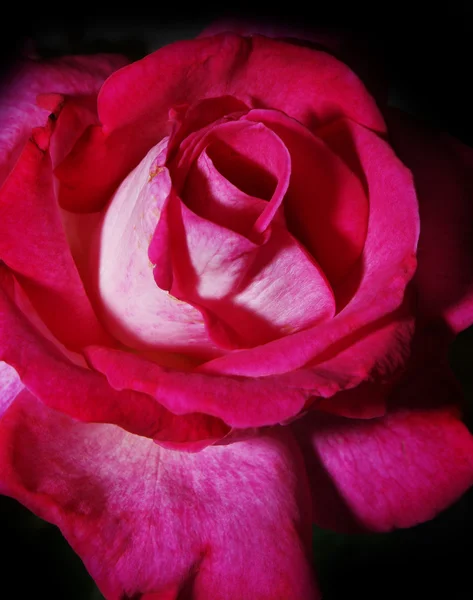 Λεπτομέρεια από ένα ροδαλό λουλούδι - μακροεντολή — Φωτογραφία Αρχείου