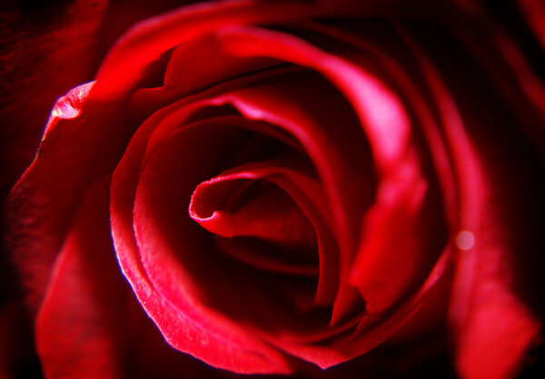 Detail of a rose flower - macro