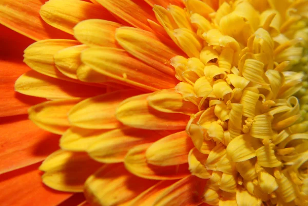 Detail van oranje bloem - macro — Stockfoto