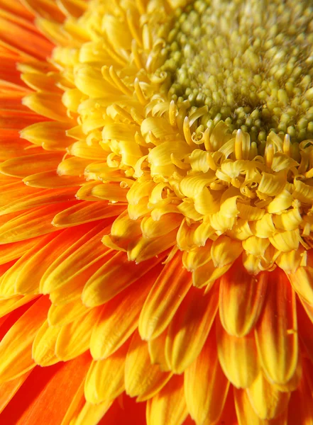 Detail of orange flower - macro — Stock Photo, Image