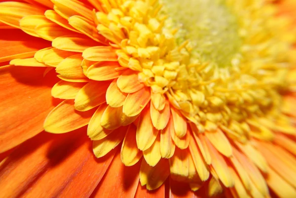 Detail van oranje bloem - macro — Stockfoto