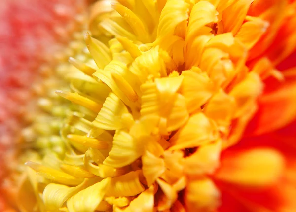 Detalle de la flor naranja - macro —  Fotos de Stock
