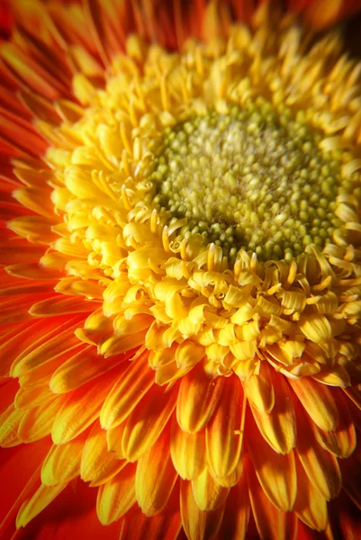 Detalle de la flor naranja - macro — Foto de Stock