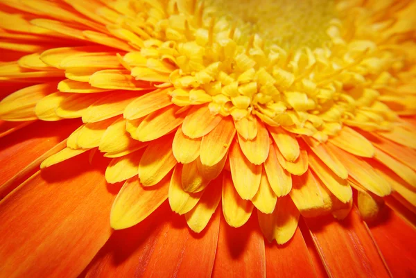 Portakal çiçeği - detayını makro