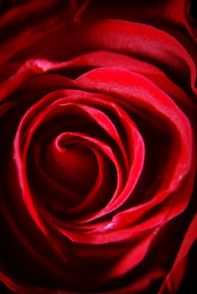 Detail of a rose flower - macro — Stock Photo, Image