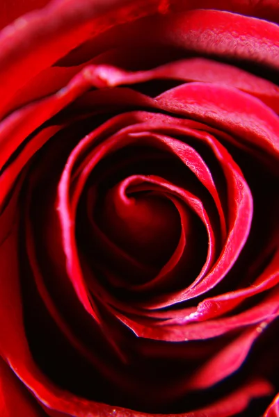 ayrıntılı bir gül çiçek - makro