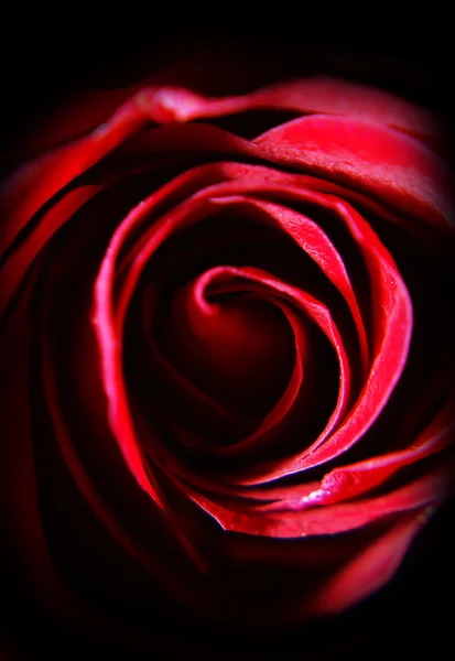 Dettaglio di un fiore di rosa - macro — Foto Stock