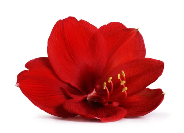 Kırmızı amaryllis çiçek