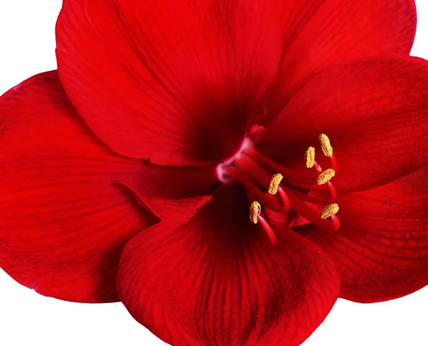 Red amaryllis flower — Stock Photo, Image