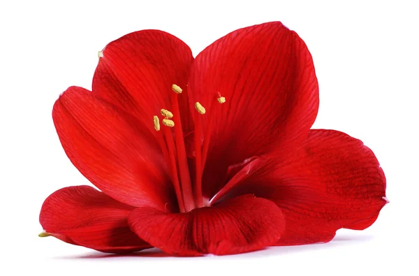 赤いアマリリスの花 — ストック写真