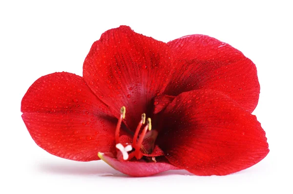 Red amaryllis flower — Stock Photo, Image