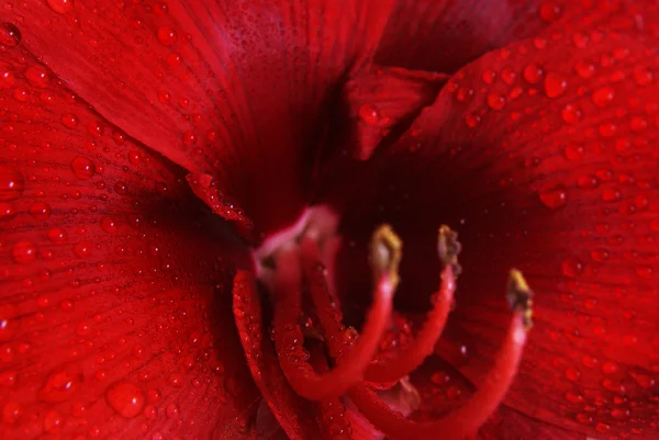 Rode amaryllis bloem — Stockfoto