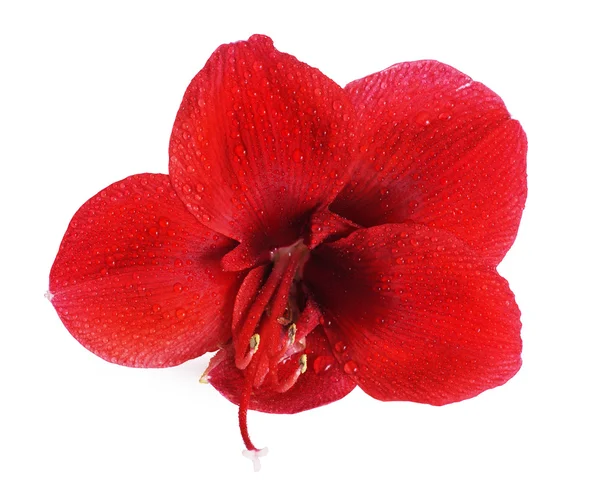 Red amaryllis flower — Stock Photo, Image
