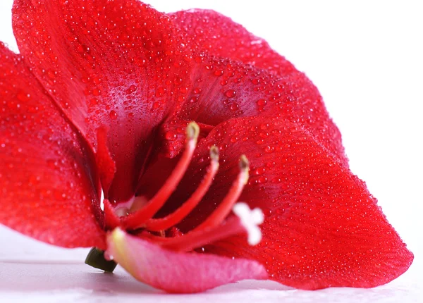 Red amaryllis flower — Stock Photo, Image