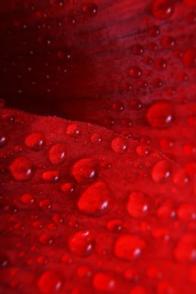 Red flower with drops - macro — Stock Photo, Image