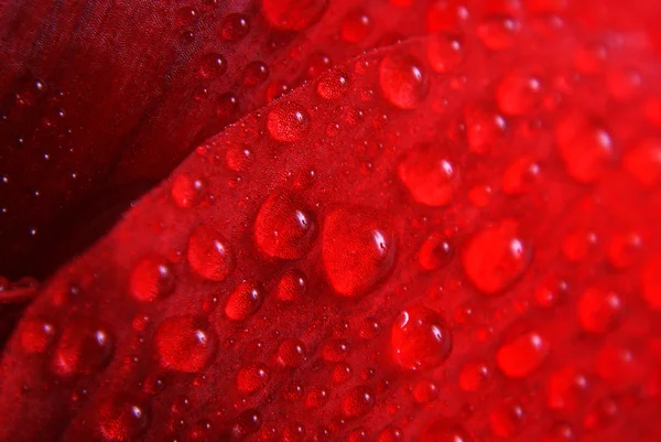 Red flower with drops - macro — Stock Photo, Image