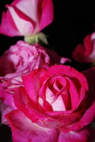 详细的一朵玫瑰的花-宏 — 图库照片#